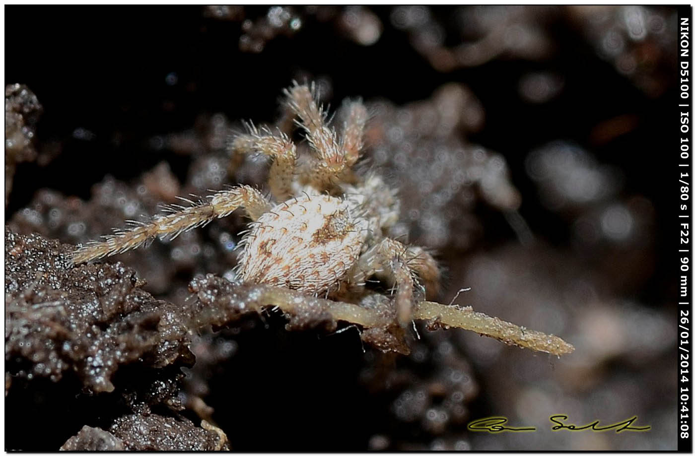 Thanatus sp. - Monte Santu Pedru (Alghero, SS)